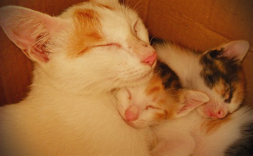 Cuddling -with -mommy Cuddling -with -mommy